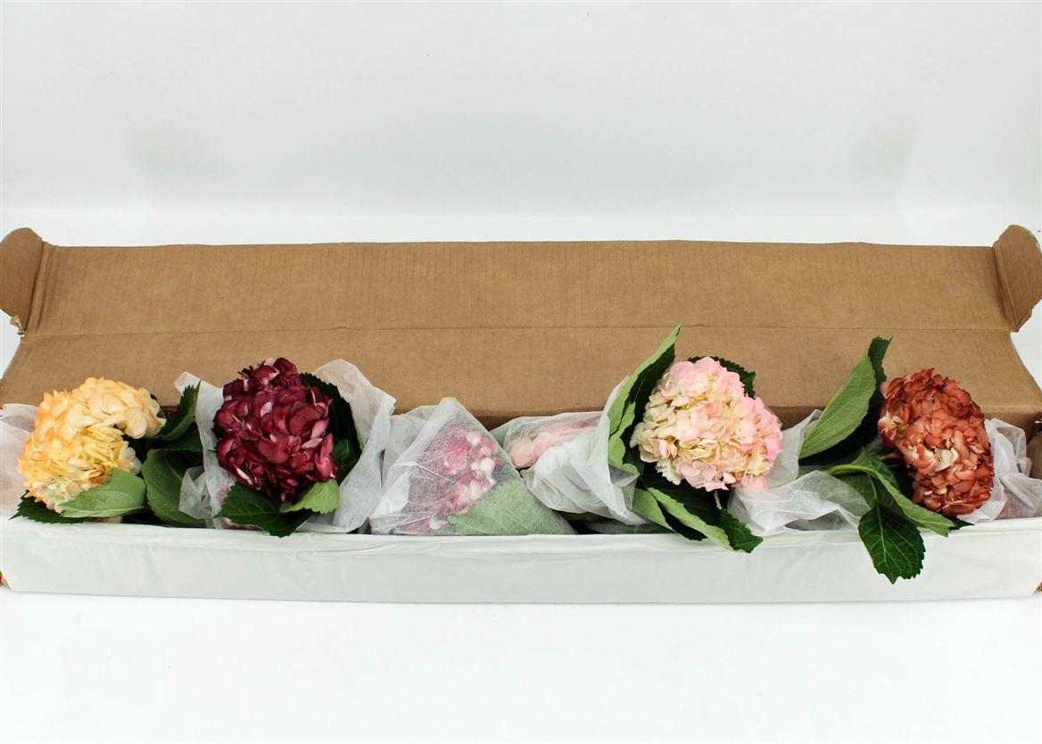 Срезанные цветы оптом Hydrangea mix wedding от 12шт из Голландии с доставкой по России