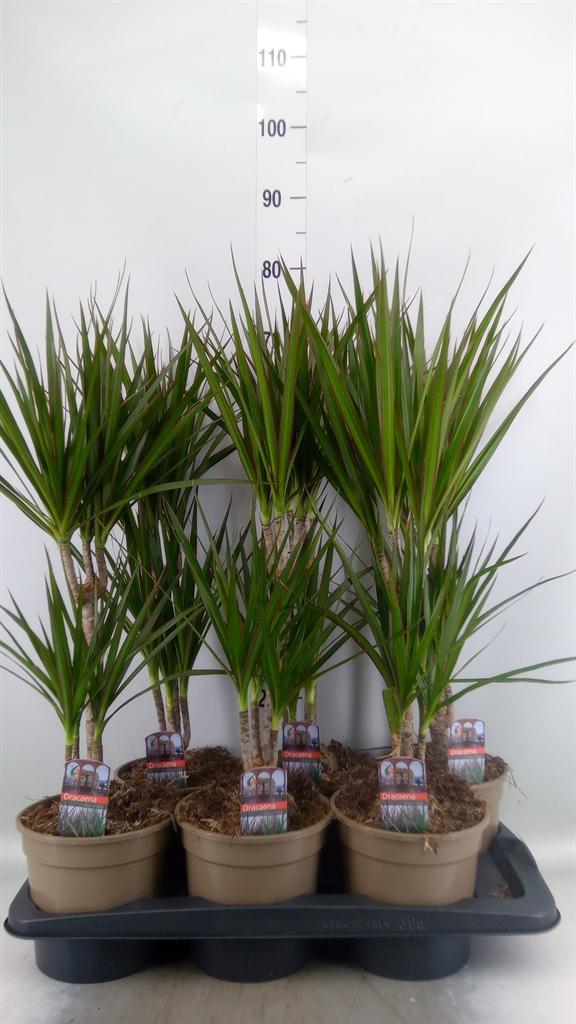 Горшечные цветы и растения оптом Dracaena Marg. от 6шт из Голландии с доставкой по России