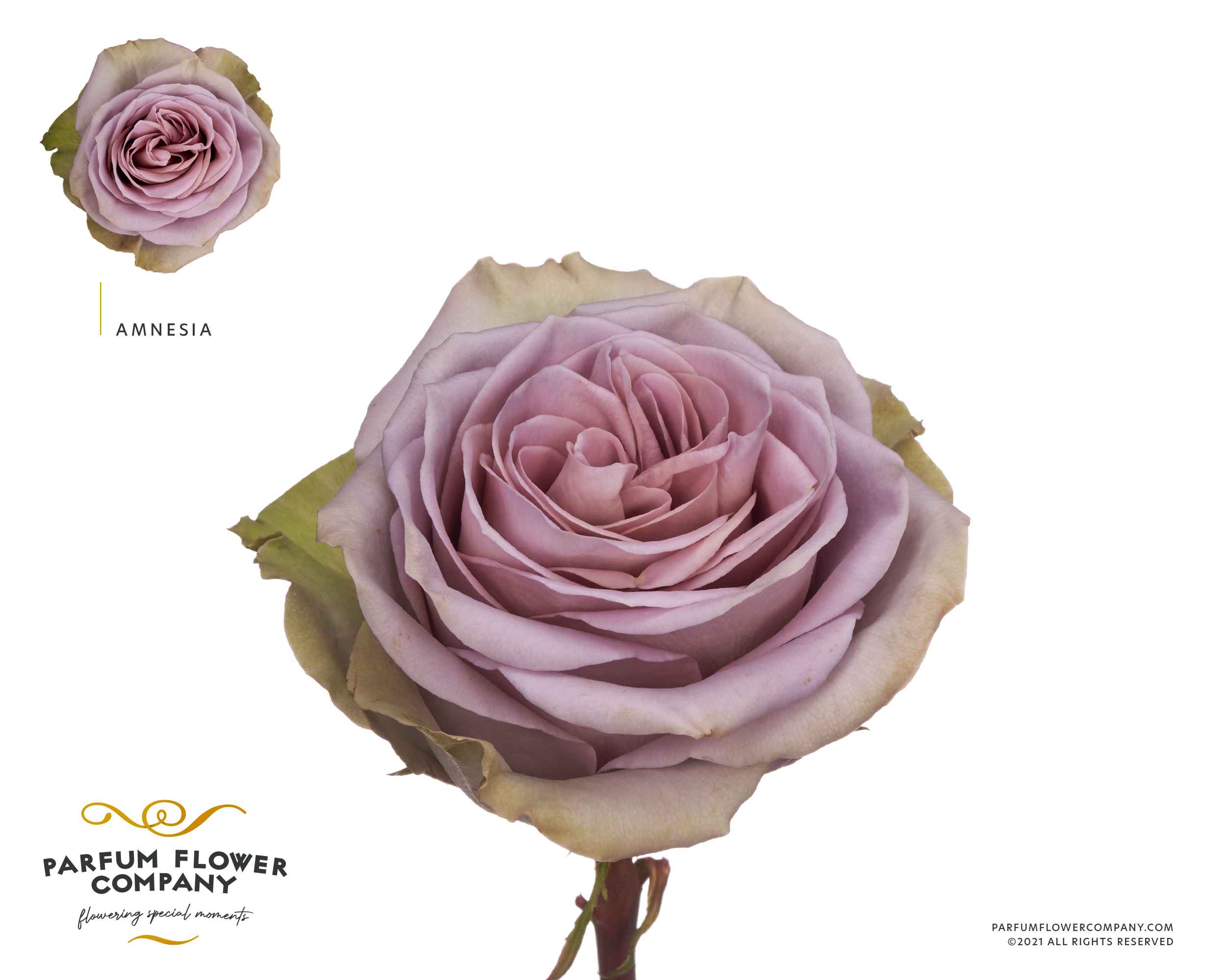 Срезанные цветы оптом Rosa la garden amnesia от 24шт из Голландии с доставкой по России