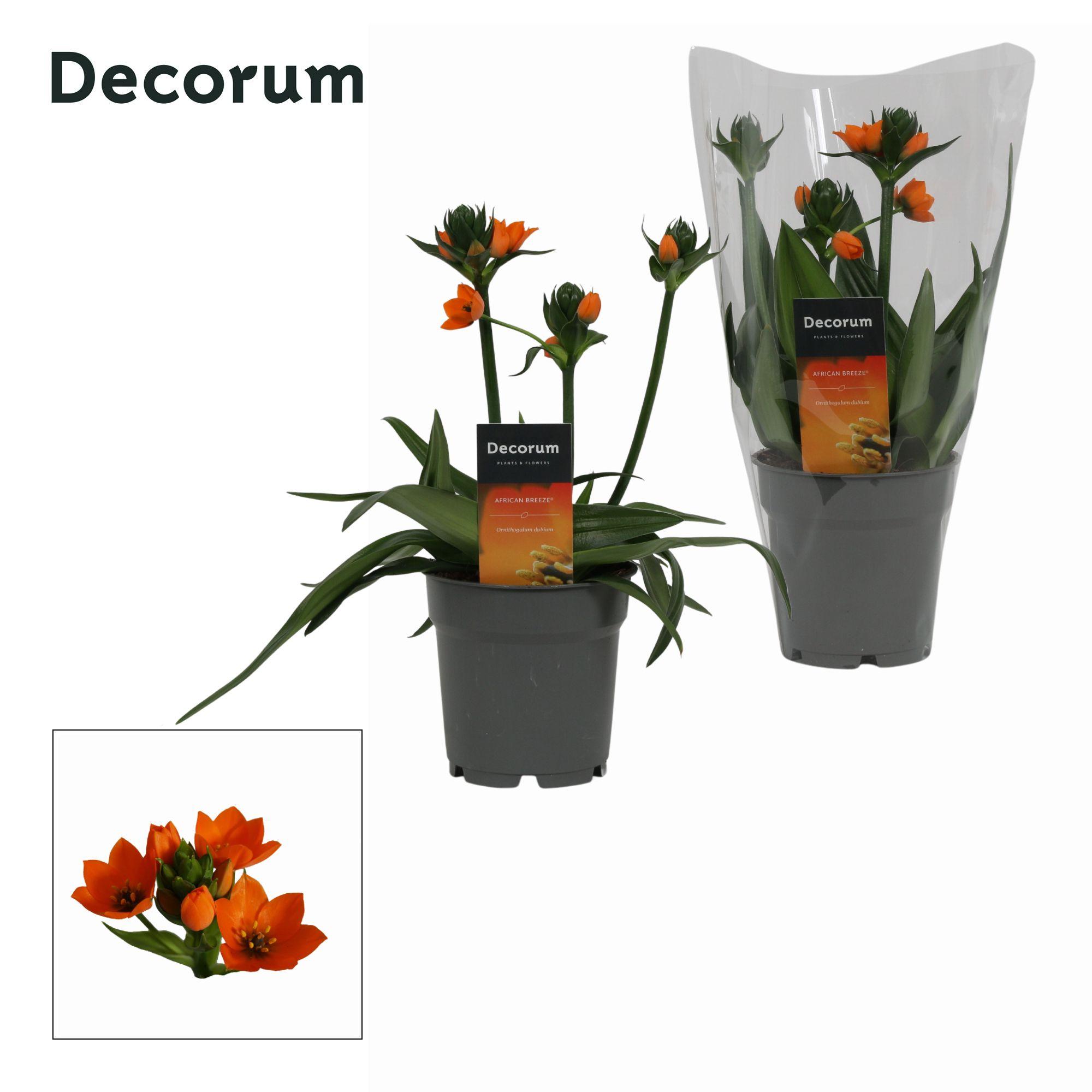 Горшечные цветы и растения оптом Ornithogalum Dubium 3pp (decorum) от 10шт из Голландии с доставкой по России