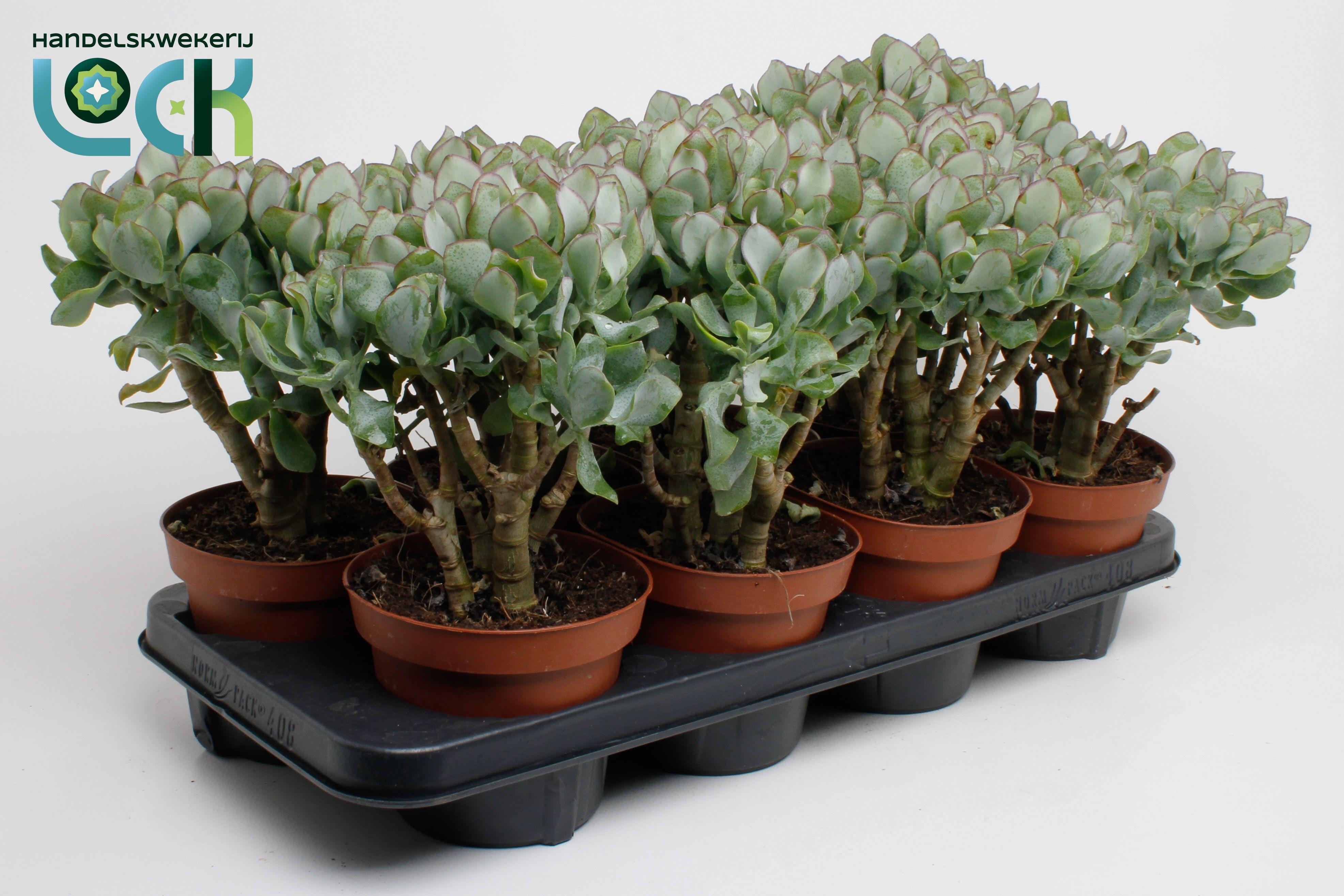 Горшечные цветы и растения оптом Crassula Cristaat Arborescens Undilatifolia от 8шт из Голландии с доставкой по России