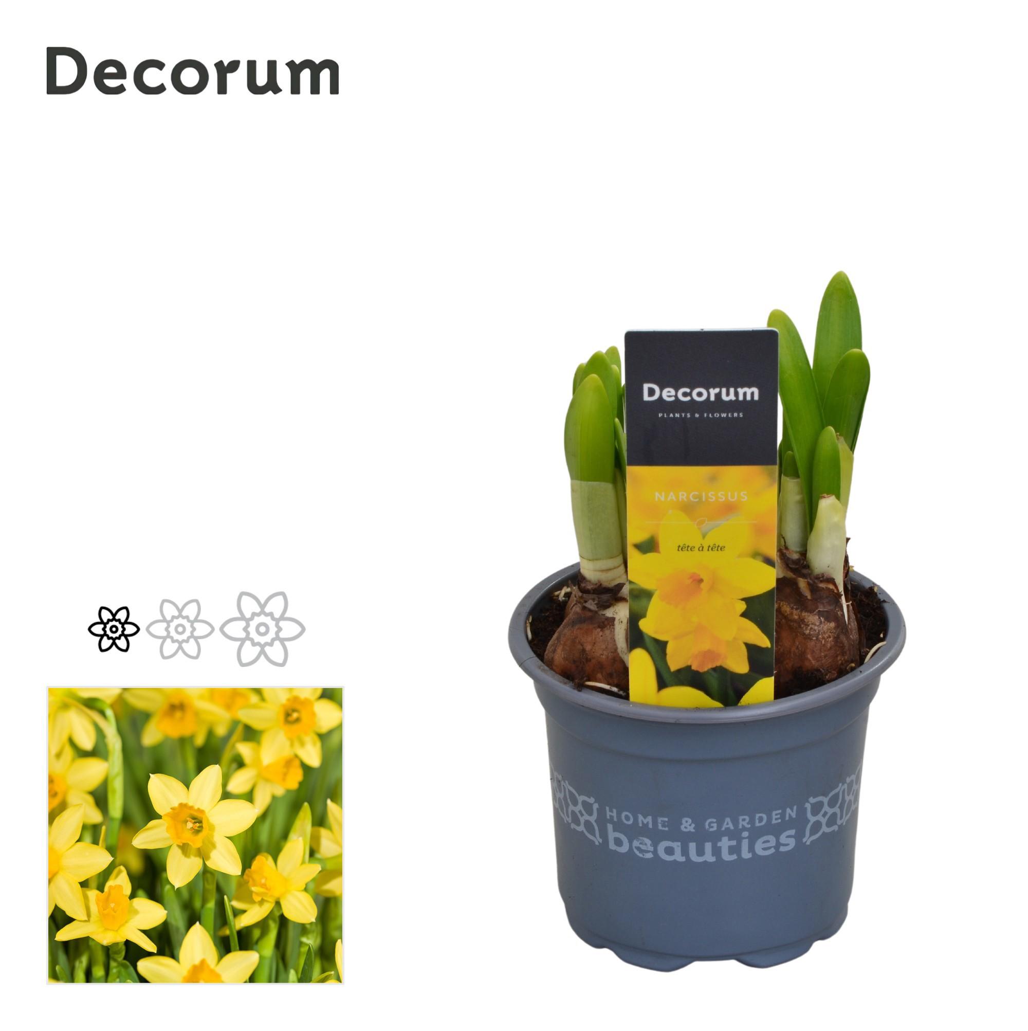 Горшечные цветы и растения оптом Narcissus Tete A Tete (decorum) от 18шт (для телеги) из Голландии с доставкой по России