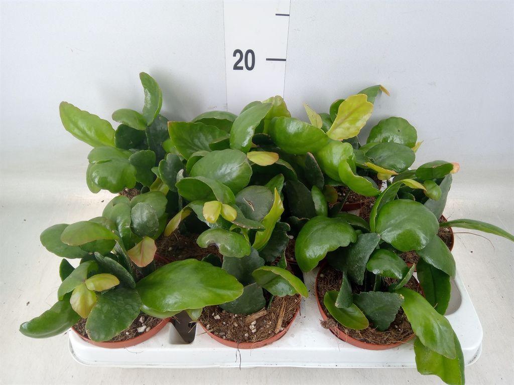 Горшечные цветы и растения оптом Rhipsalis   ... от 9шт из Голландии с доставкой по России