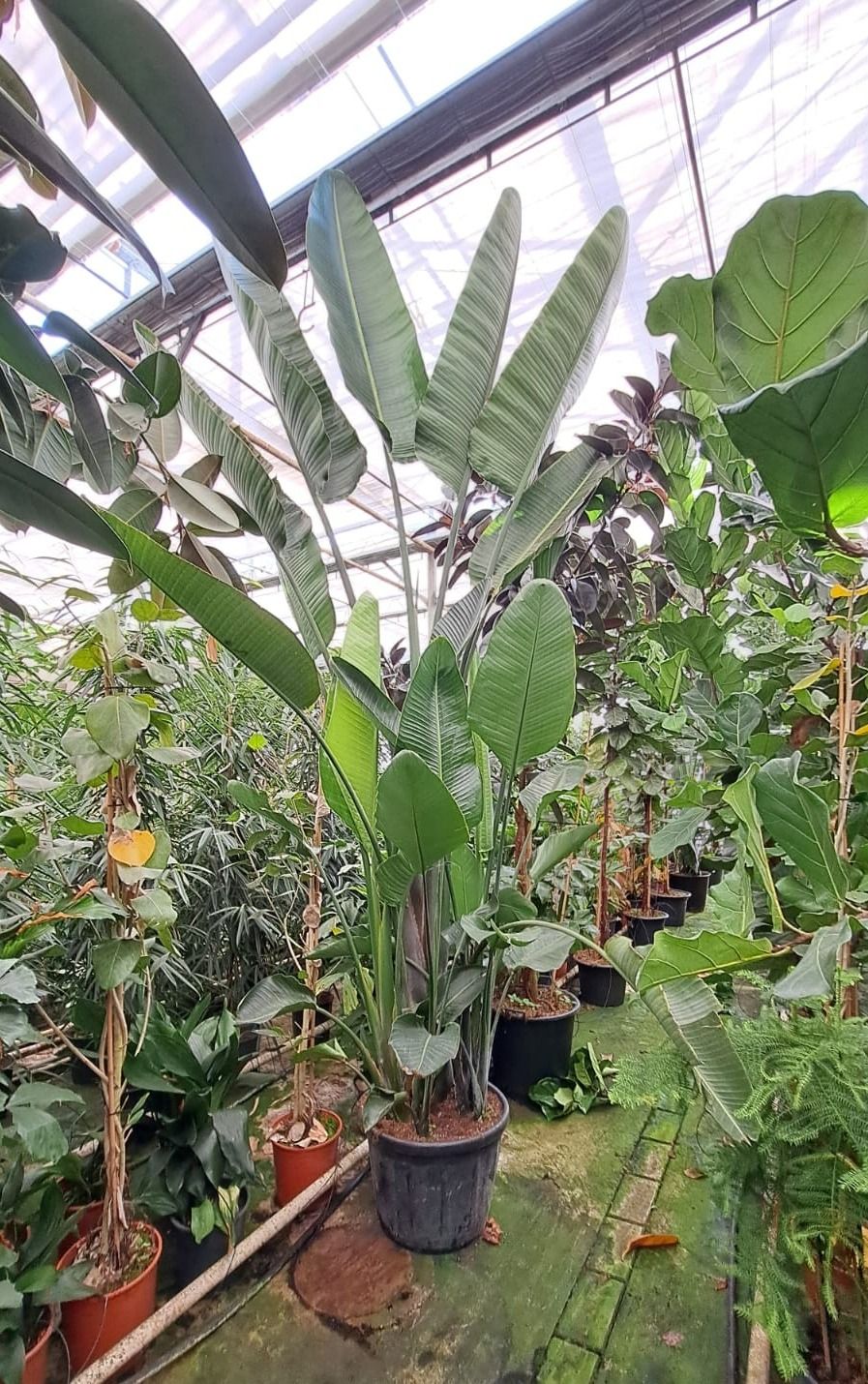 Горшечные цветы и растения оптом Strelitzia Nicolai Bush от 1шт из Голландии с доставкой по России