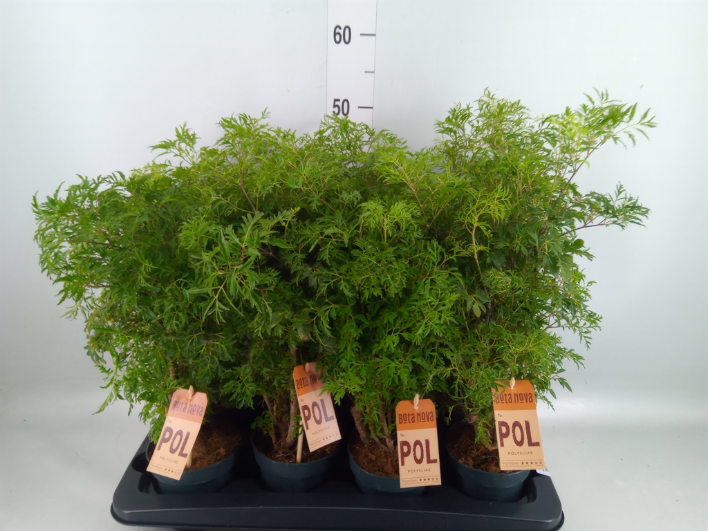 Горшечные цветы и растения оптом Polyscias Fruticosa от 8шт из Голландии с доставкой по России