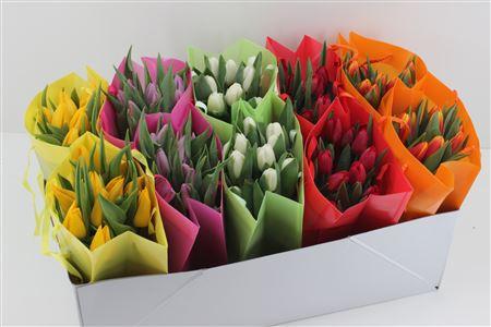 Срезанные цветы оптом Boeket Tulp In Tas Mix (uni Kleur) от 10шт из Голландии с доставкой по России