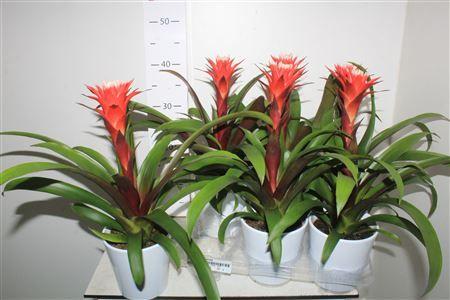 Горшечные цветы и растения оптом Guzm Hope In Keramiek от 6шт из Голландии с доставкой по России