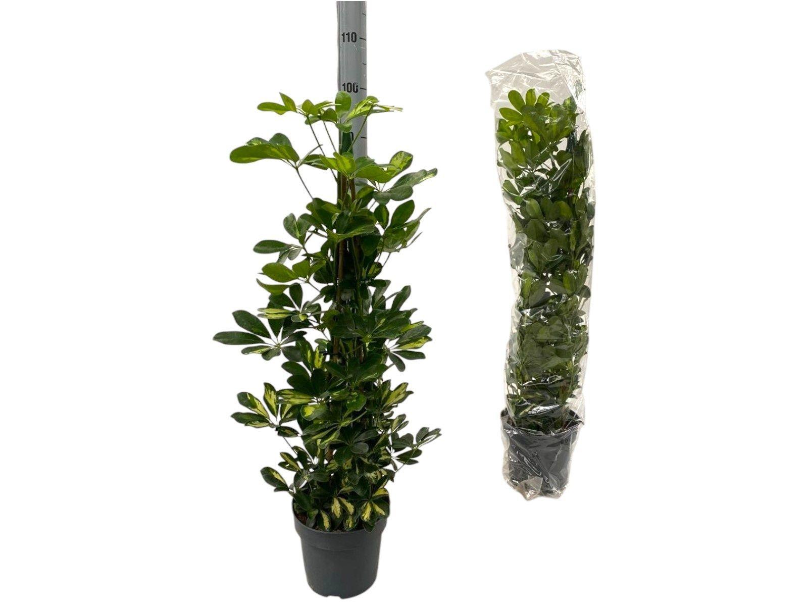 Горшечные цветы и растения оптом Schef Ar Gold Capell от 1шт из Голландии с доставкой по России