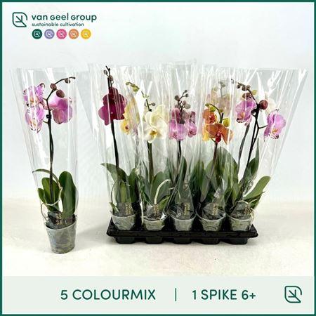 Горшечные цветы и растения оптом Phal 1st Mix 6+ (van Geel) от 10шт из Голландии с доставкой по России