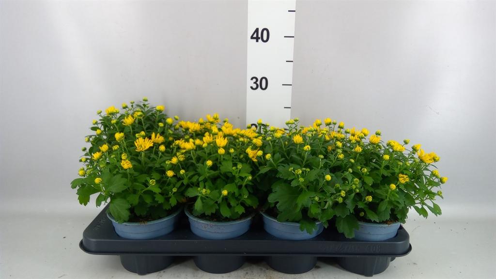 Горшечные цветы и растения оптом Chrysanthemum .. от 8шт из Голландии с доставкой по России