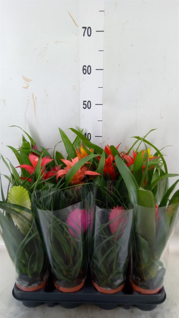 Горшечные цветы и растения оптом Bromelia ...mix от 12шт (для телеги) из Голландии с доставкой по России Горшечные цветы и растения оптом Bromelia ...mix от 12шт (для телеги) из Голландии с доставкой по России