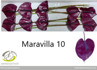 Срезанные цветы оптом Anthurium maravilla от 10шт из Голландии с доставкой по России