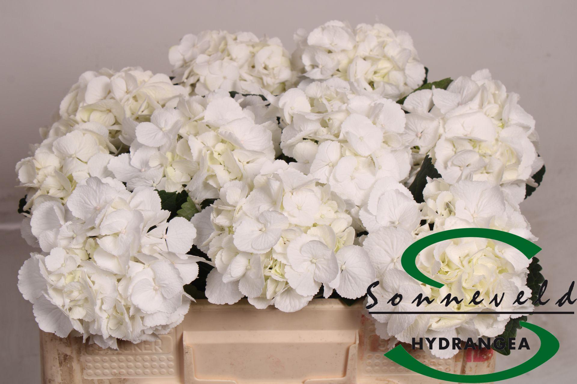 Срезанные цветы оптом Hydrangea schneeball от 10шт из Голландии с доставкой по России