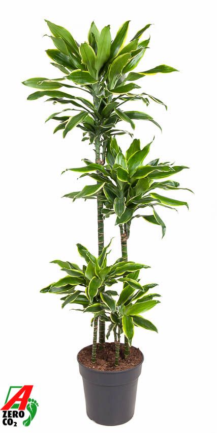 Горшечные цветы и растения оптом Drac Gold Coast 90-60-30-15 от 1шт из Голландии с доставкой по России