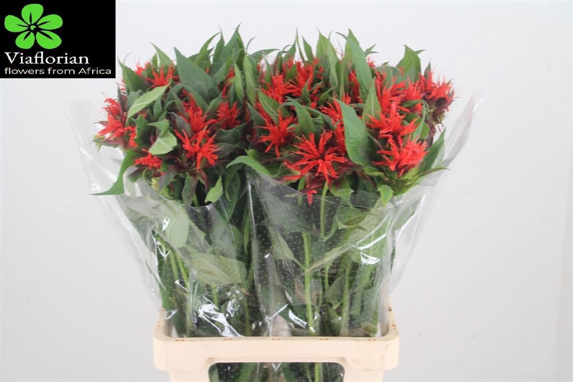 Срезанные цветы оптом Monarda red fountain от 60шт из Голландии с доставкой по России