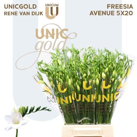 Срезанные цветы оптом Freesia si avenue от 100шт из Голландии с доставкой по России