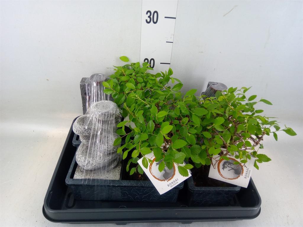 Горшечные цветы и растения оптом Bonsai   ...mix от 3шт из Голландии с доставкой по России