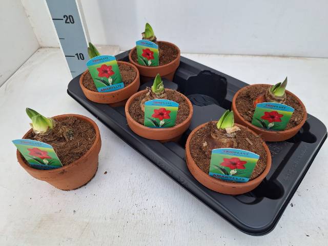 Горшечные цветы и растения оптом Hipp Di Amorita Danu от 6шт из Голландии с доставкой по России