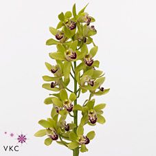 Срезанные цветы оптом Minicymbidium green camelford от 24шт из Голландии с доставкой по России