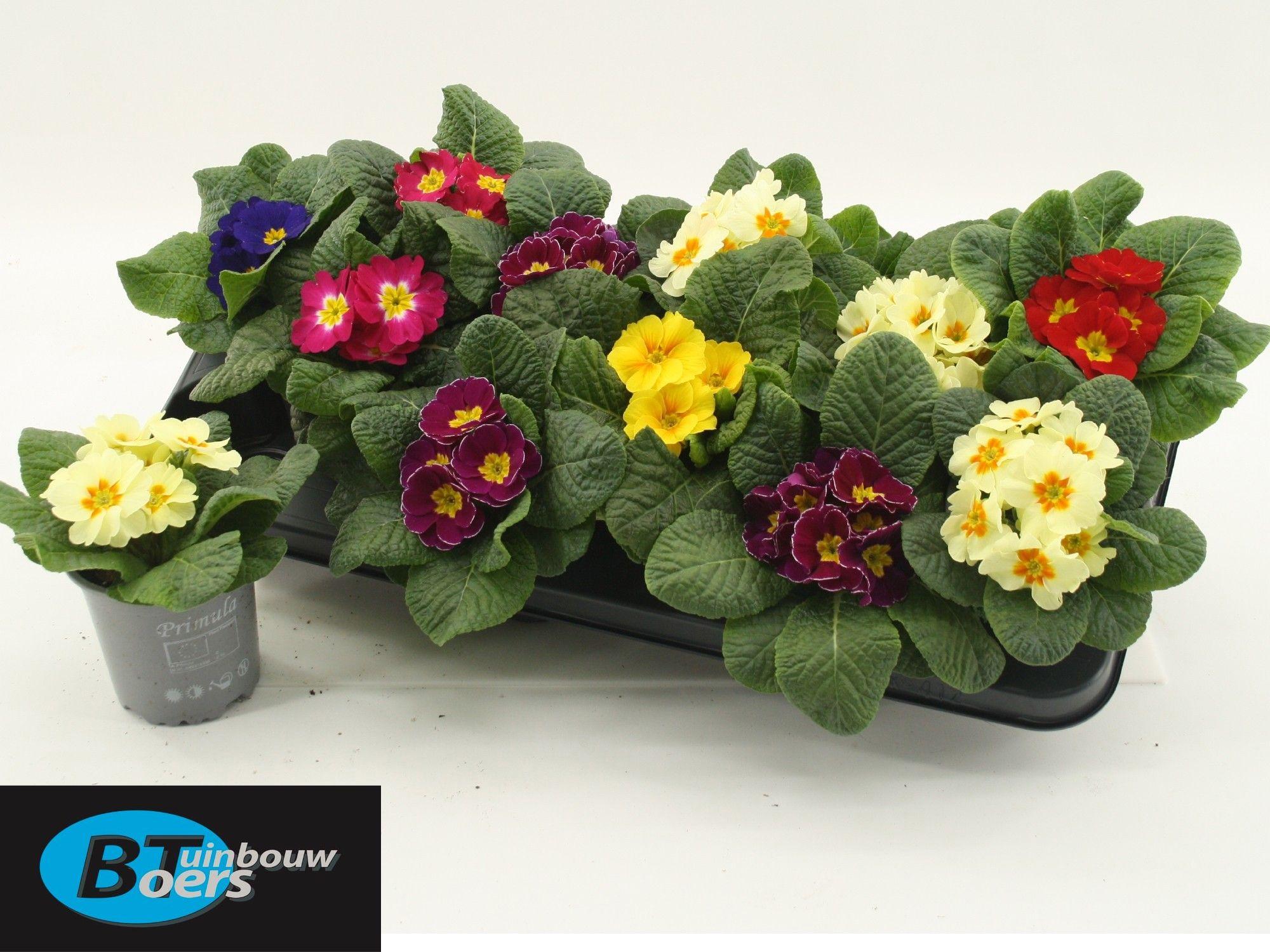 Горшечные цветы и растения оптом Prim Acaulis Gemengd от 12шт из Голландии с доставкой по России