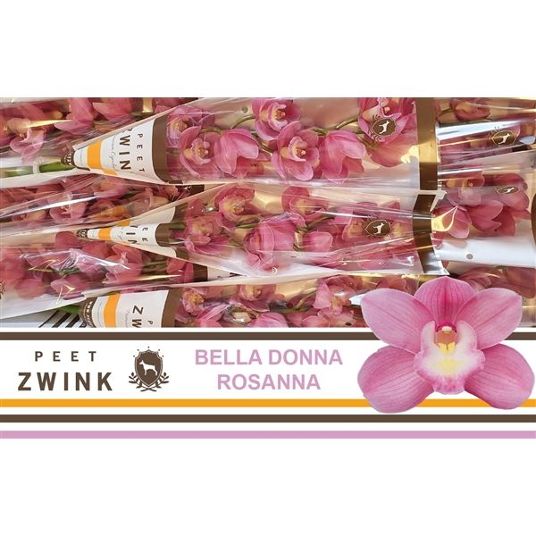 Срезанные цветы оптом Cymbidium pink bella donna rosanna от 9шт. из Голландии с доставкой по России