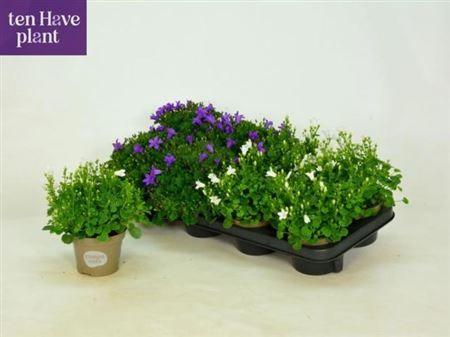 Горшечные цветы и растения оптом Campanula Mix от 8шт (для телеги) из Голландии с доставкой по России