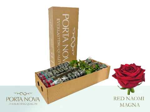 Срезанные цветы оптом Rosa la red naomi! Magna Porta Nova от 50шт. из Голландии с доставкой по России