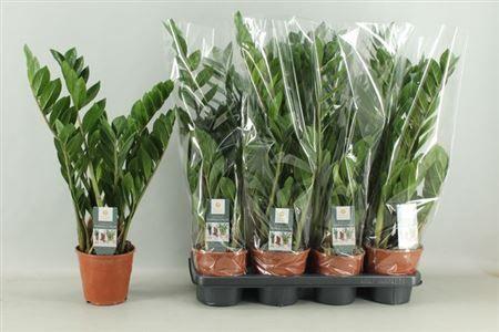 Горшечные цветы и растения оптом Zamio Zamiifolia 6+ от 7шт из Голландии с доставкой по России