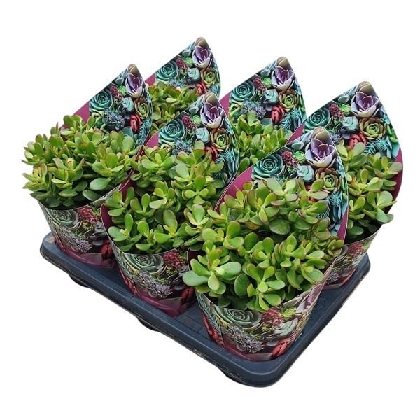 Горшечные цветы и растения оптом Crassula Portulacea Mini Potcover от 6шт из Голландии с доставкой по России