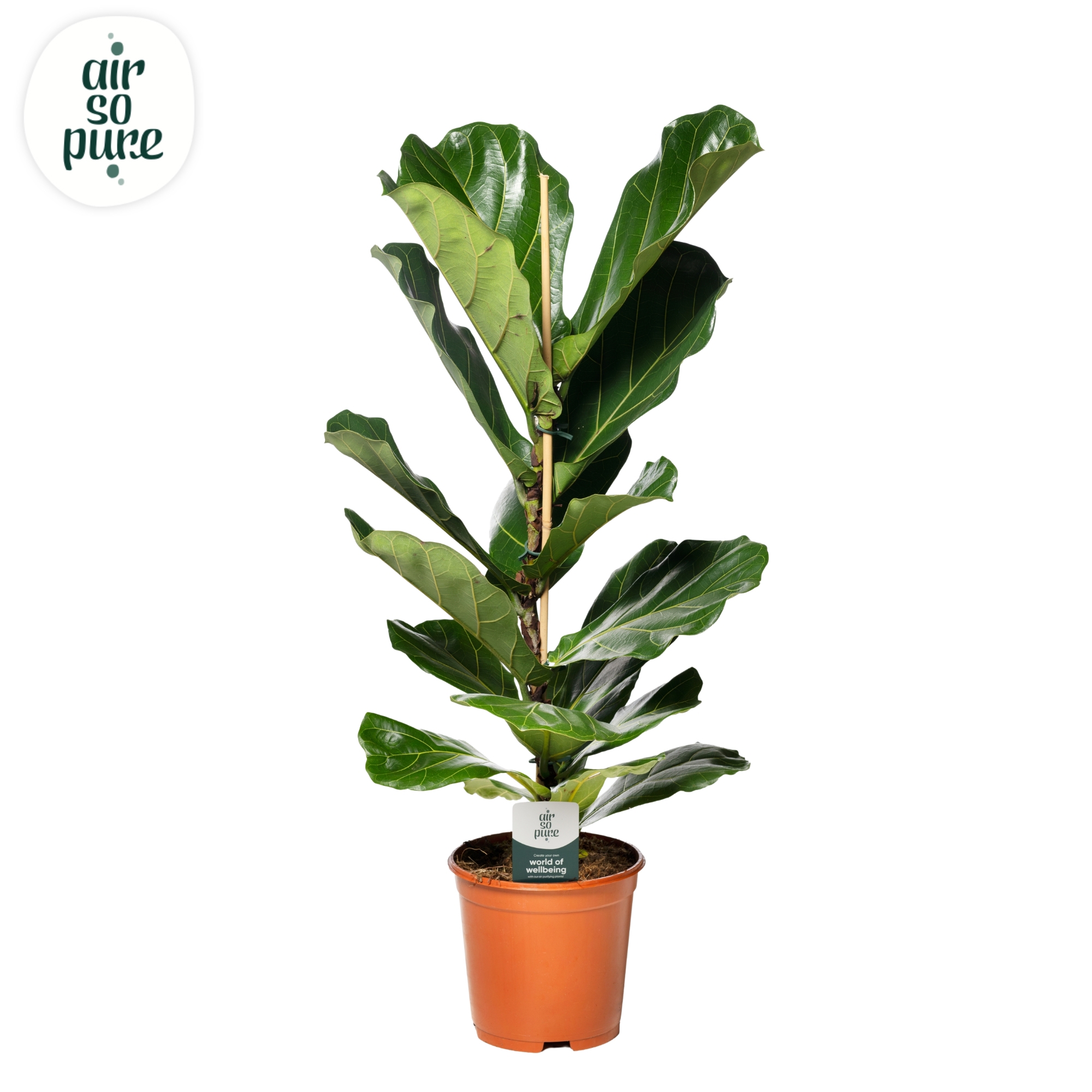 Горшечные цветы и растения оптом Ficus Lyrata (air So Pure) от 1шт из Голландии с доставкой по России