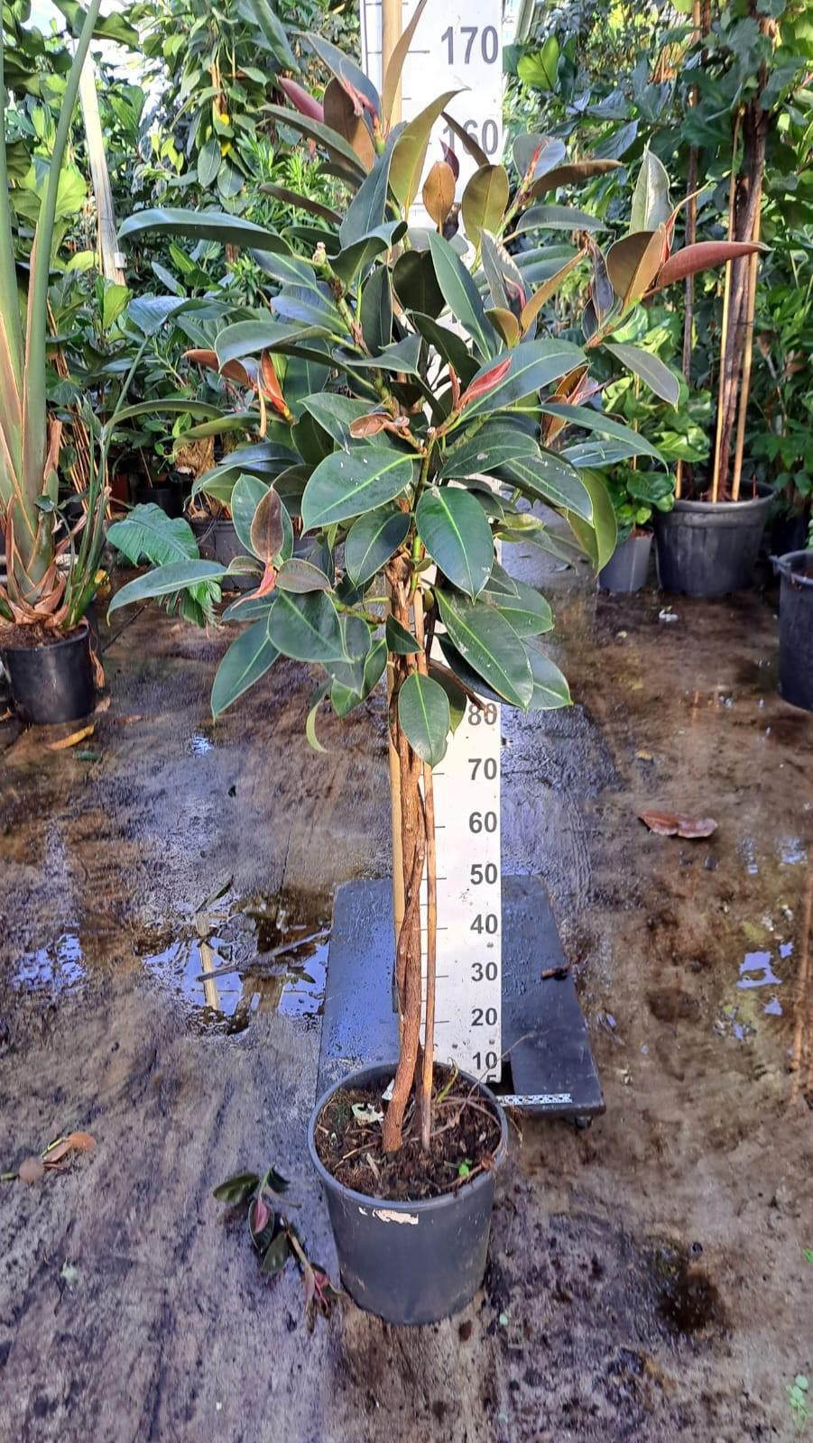 Горшечные цветы и растения оптом Ficus El Melany Twisted Stem от 1шт из Голландии с доставкой по России