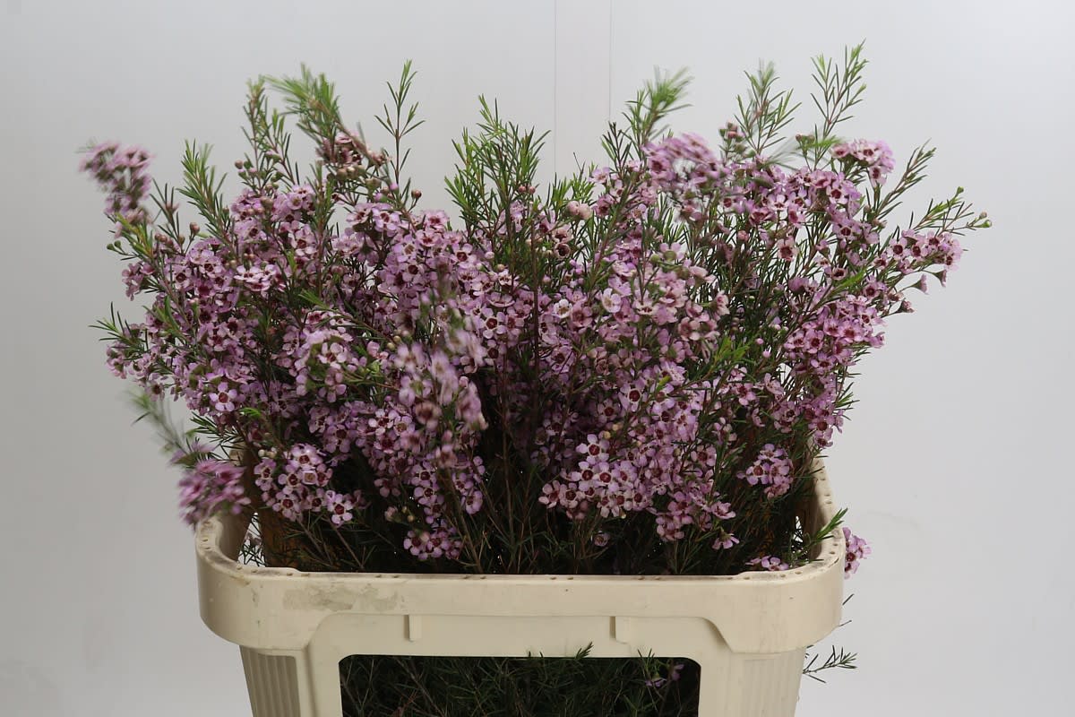 Срезанные цветы оптом Chamelaucium early nir от 25шт из Голландии с доставкой по России