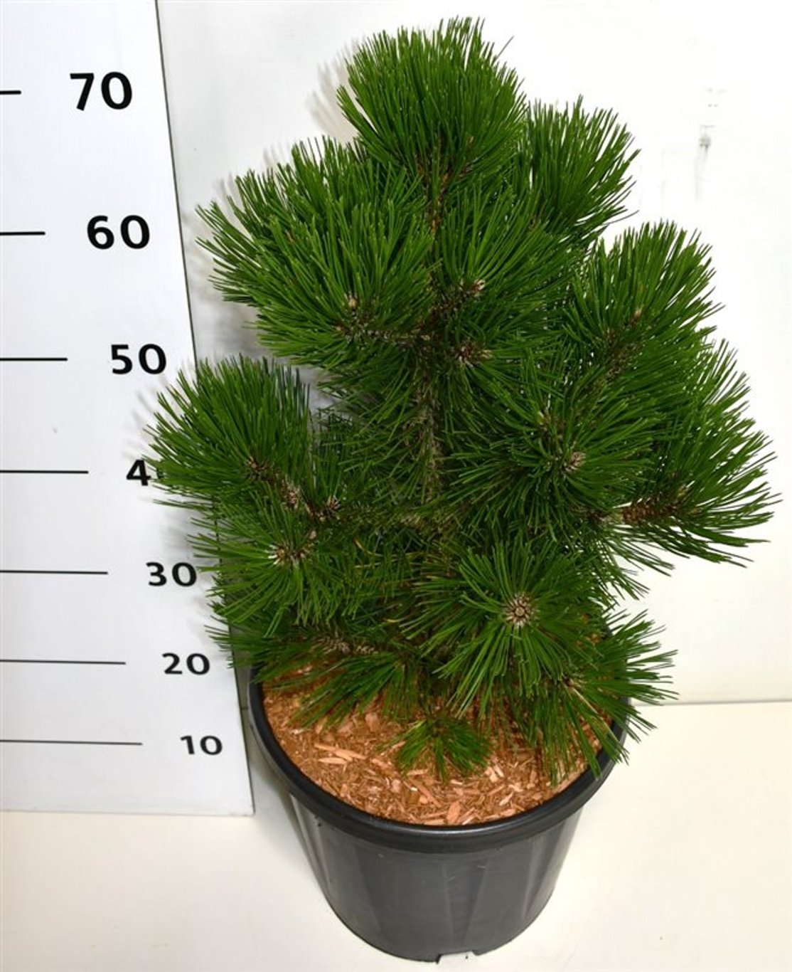 Горшечные цветы и растения оптом Pinus Heldreichii Malinki от 1шт из Голландии с доставкой по России