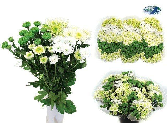 Срезанные цветы оптом Chrys sa mix cold от 75шт из Голландии с доставкой по России