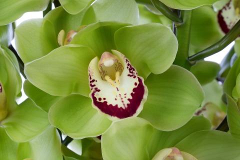 Срезанные цветы оптом Cymbidium green dublin от 6шт из Голландии с доставкой по России