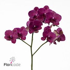 Срезанные цветы оптом Phalaenopsis montreux (per stem) от 6шт из Голландии с доставкой по России