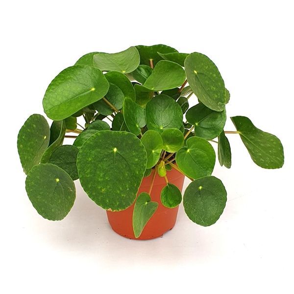 Горшечные цветы и растения оптом Pilea Peperomioides от 6шт из Голландии с доставкой по России