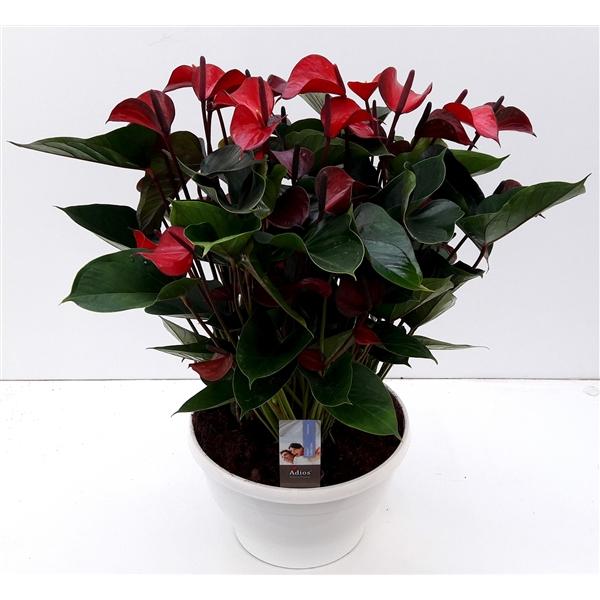 Горшечные цветы и растения оптом Anth An Adios Red Big Bowl от 1шт из Голландии с доставкой по России