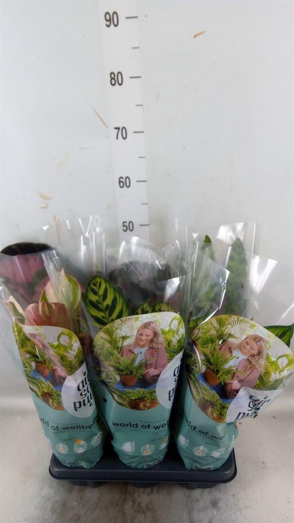 Горшечные цветы и растения оптом Calathea   ...mix от 6шт из Голландии с доставкой по России