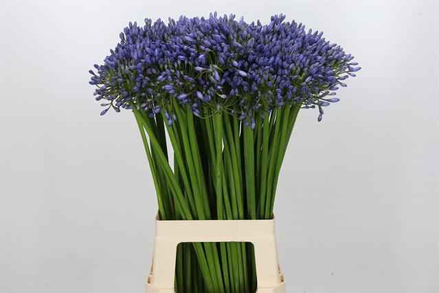 Срезанные цветы оптом Agapanthus swedish blue от 100шт из Голландии с доставкой по России