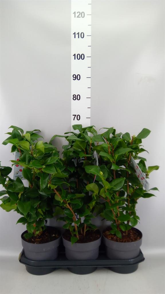 Горшечные цветы и растения оптом Camellia Japonica dr King от 3шт из Голландии с доставкой по России