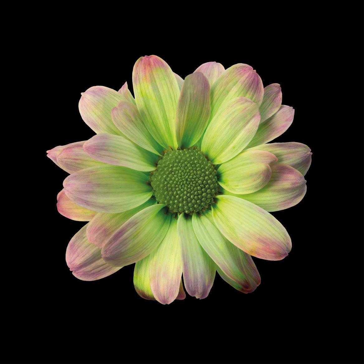 Срезанные цветы оптом Chrys sp paint kennedy hortensia green-pink от 40шт из Голландии с доставкой по России