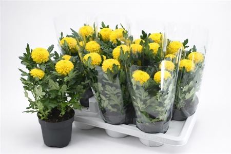 Горшечные цветы и растения оптом Chrys Fp Yellow от 7шт из Голландии с доставкой по России