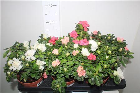 Горшечные цветы и растения оптом Rhodo Si Gem 4pp от 6шт из Голландии с доставкой по России