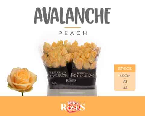 Срезанные цветы оптом Rosa la peach avalanche+ от 40шт из Голландии с доставкой по России