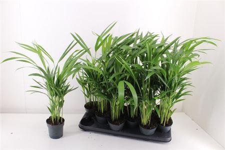 Горшечные цветы и растения оптом Dypsis Lutescens 10pp от 12шт из Голландии с доставкой по России