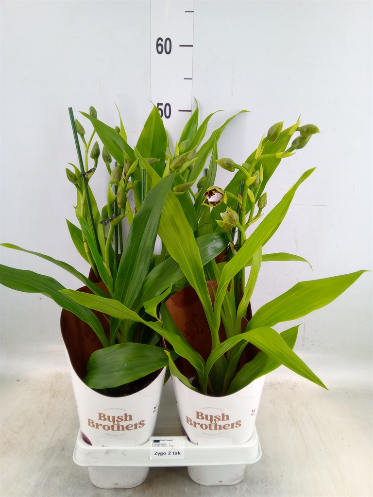 Горшечные цветы и растения оптом Zygop Kruising Mix от 4шт из Голландии с доставкой по России