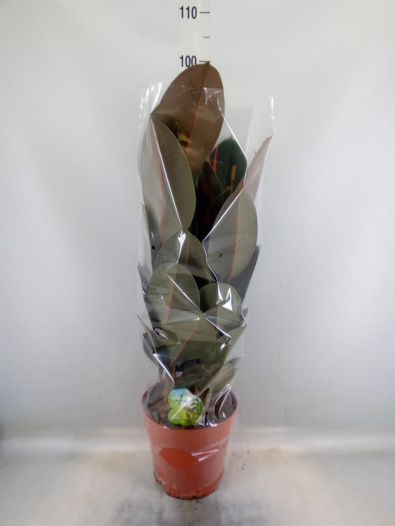 Горшечные цветы и растения оптом Ficus El Abidjan 3pp от 1шт из Голландии с доставкой по России