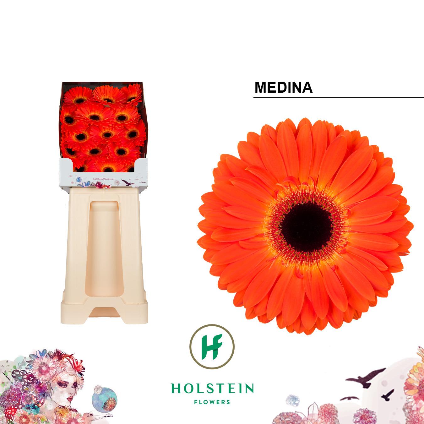 Срезанные цветы оптом Gerbera diamond medina от 45шт из Голландии с доставкой по России