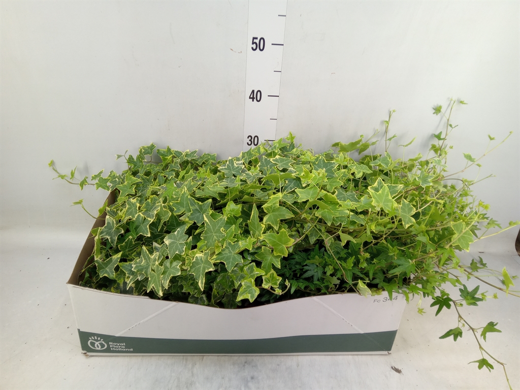 Горшечные цветы и растения оптом Hedera   ...mix от 12шт из Голландии с доставкой по России